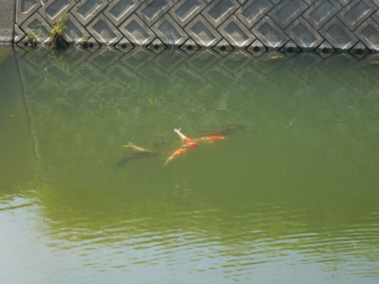 鯉