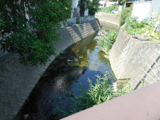 五反田橋から上流。
