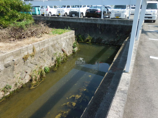 愛媛県が管理する久万川の起点、下流側から撮影。衣山1丁目大倉ガラスの北側。