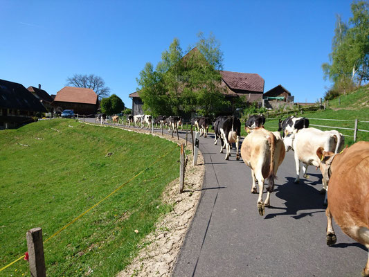 Unser Alltag auf dem Landwirtschaftsbetrieb - Jordi-Hof Bewirtung und Übernachtung auf dem Bauernhof in Ochlenberg