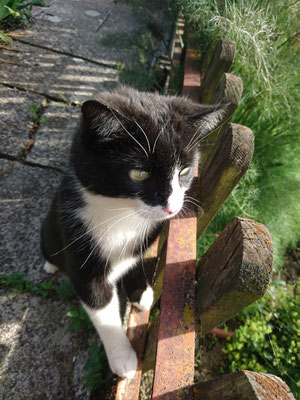 Impressionen unserer Tiere - Jordi-Hof Bewirtung und Übernachtung auf dem Bauernhof in Ochlenberg