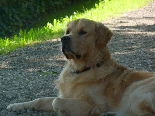 Impressionen unserer Tiere - Jordi-Hof Bewirtung und Übernachtung auf dem Bauernhof in Ochlenberg