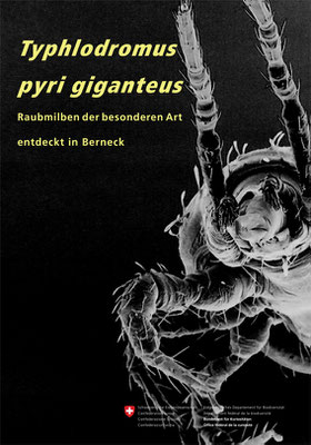Typhlodromus pyri giganteus, 2014
