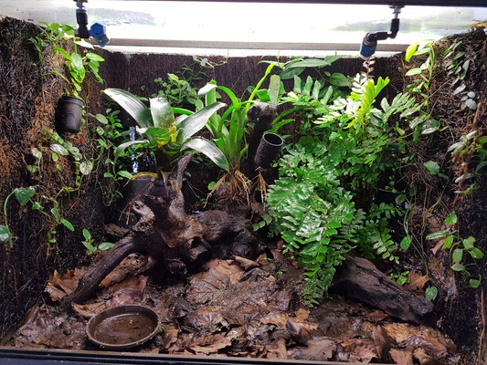 Becken mit Dendrobates tinctorius elna