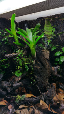 Ranitomeya-Becken