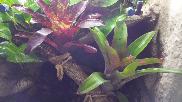 Bromelien im Becken von Excidobates mysterious 