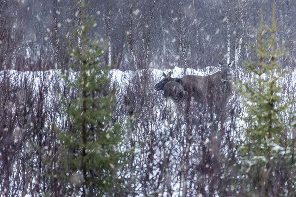 Elchkuh mit Jungem - leider im Schneegestöber und sehr weit weg im Wald versteckt