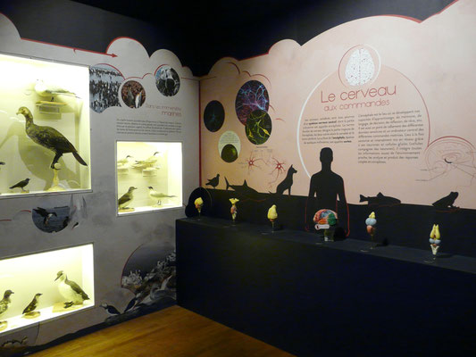 Section sur l'odorat des poissons, exposition temporaire "Perds pas le nord", muséum Henri-Lecoq, Clermont-Ferrand