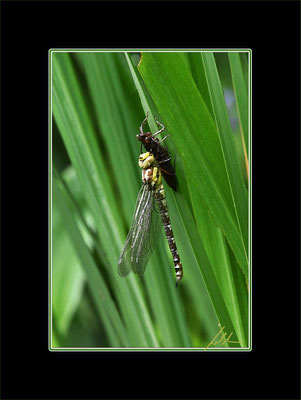 Geburt einer Libelle