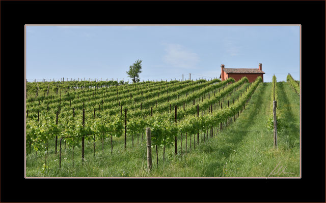 Prosecco-Region