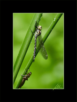 Geburt einer Libelle