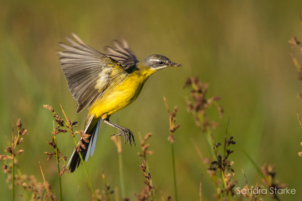 Schafstelze (Motacilla flava) 