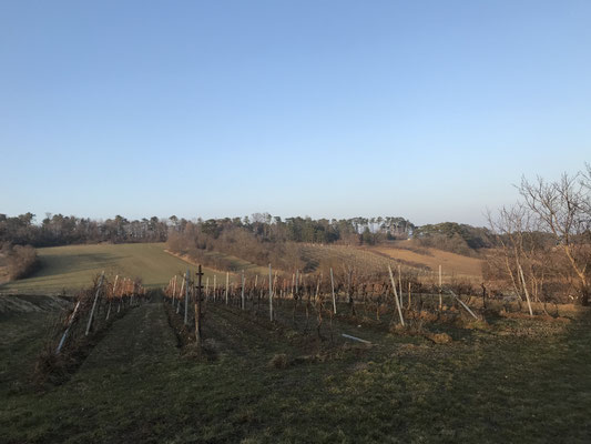 2021 - Abendsonne im Winter