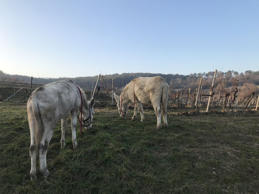 Im Winter steht immer noch etwas Gras vor dem Weingarten, von dem die Esel gerne naschen.