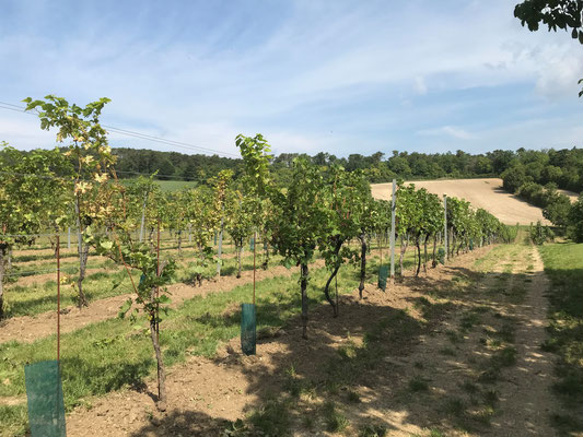 August 2021: der Weingarten ist fertig renoviert. Ernte in ein paar Wochen.