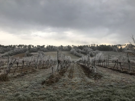 Herbst 2020 - Weingarten nach einer frostigen Nacht
