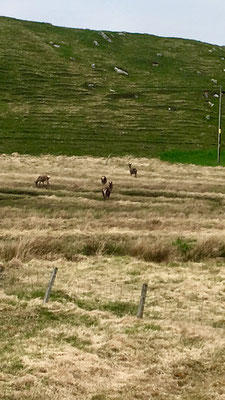Hirschrudel bei den Uig Sands