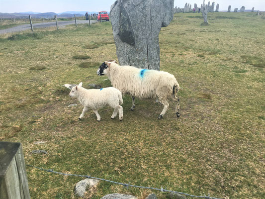 Schafe laufen in Callanish frei herum