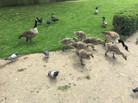 Leeds Castle: umzingelt von Wasservögeln