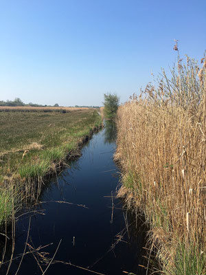 Naturschutzgebiet Wicked Fen