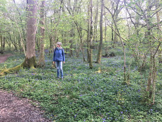 In einem Meer von baluen Blumen am Esthwaite Water