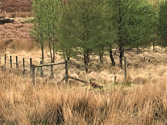 Goldfasan im trockenen Gras
