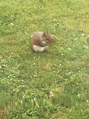 Eichhörnchen lassen sich neben dem Wohnmobil füttern