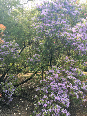 Sheringham Park 