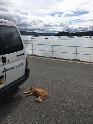 Die "Tobermory cat"