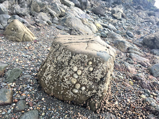 Culzean Castle: Muscheln und Seeschnecken am Strand 