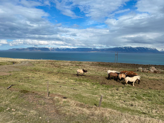 Islandpferde auf dem Weg zu Grettislaug