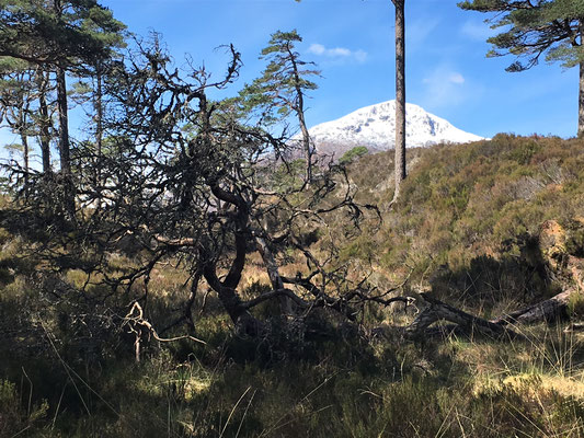 Glen Affric