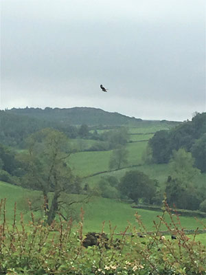 Adler im Galloway Forest Park