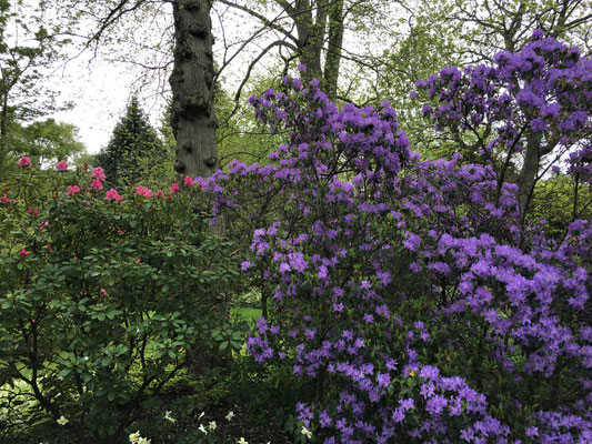 Holyrood Palace: der blühende Garten
