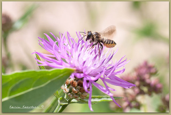 Eine Blattschneiderbiene auf der Wiesenflockenblume