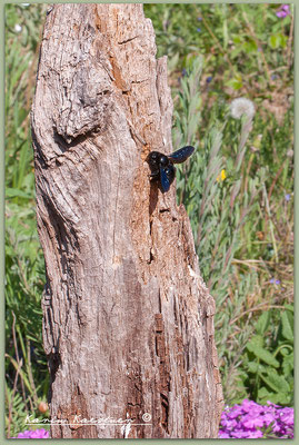 Die schwarzblaue Holzbiene sucht einen neuen Nistplatz.