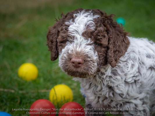 Comes cordis Emilano »Sammy« x Cosima dei Cani Amore »Coco«