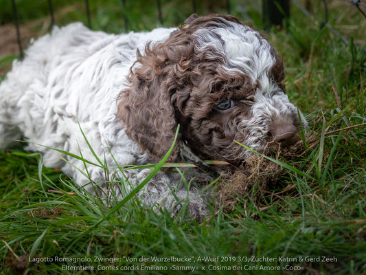 Comes cordis Emilano »Sammy« x Cosima dei Cani Amore »Coco«