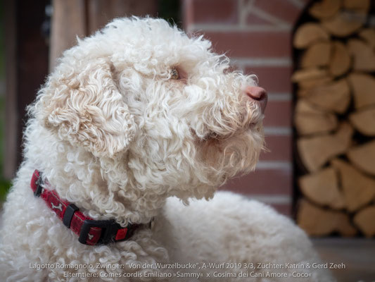 Comes cordis Emilano »Sammy« x Cosima dei Cani Amore »Coco«