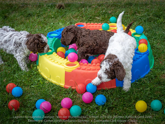 Comes cordis Emilano »Sammy« x Cosima dei Cani Amore »Coco«