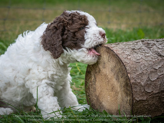 Comes cordis Emilano »Sammy« x Cosima dei Cani Amore »Coco«