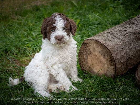 Comes cordis Emilano »Sammy« x Cosima dei Cani Amore »Coco«