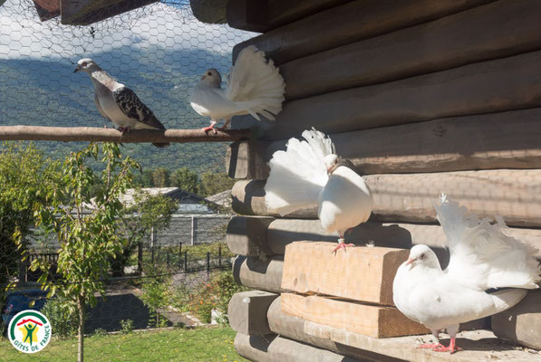 La volière abritant nos différents animaux à plumes