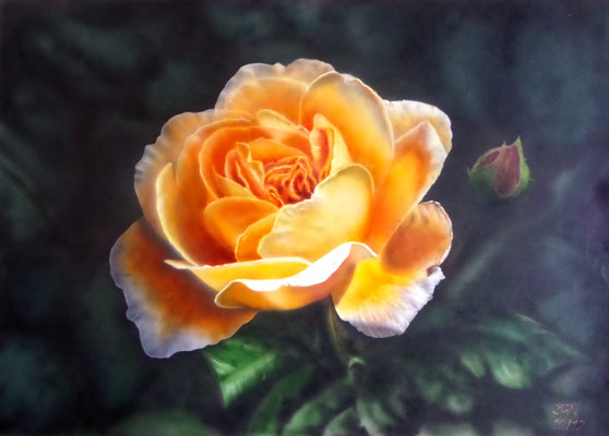 Rose 60 x 40 cm