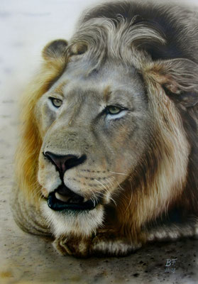 Löwe 50 x 70 cm