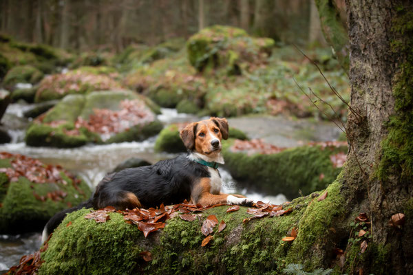 Photowalk mit der Obedient Dog Hundeschule