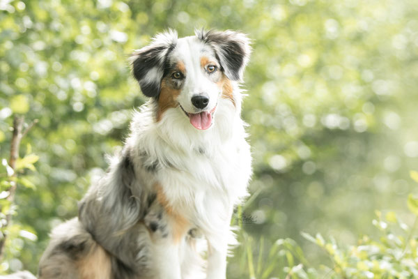 Photowalk mit der Obedient Dog Hundeschule