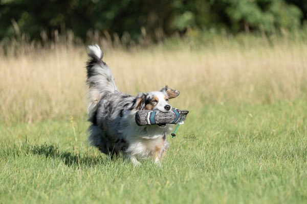 Train and Shoot - Dummytraining mit der Obedient Dog Hundeschule
