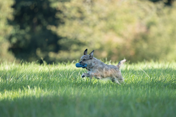 Train and Shoot - Dummytraining mit der Obedient Dog Hundeschule