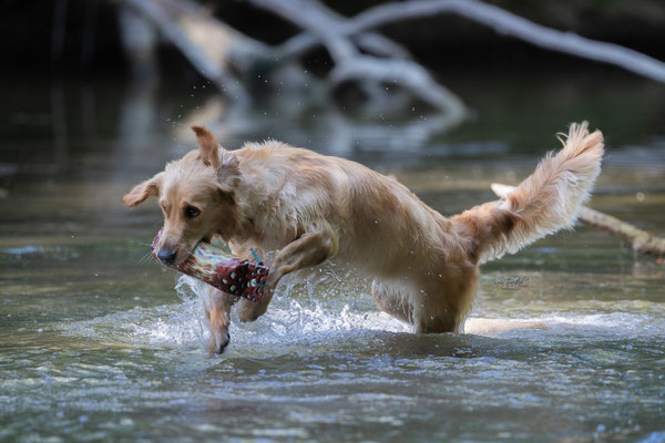 Train and Shoot - Dummytraining mit der Obedient Dog Hundeschule